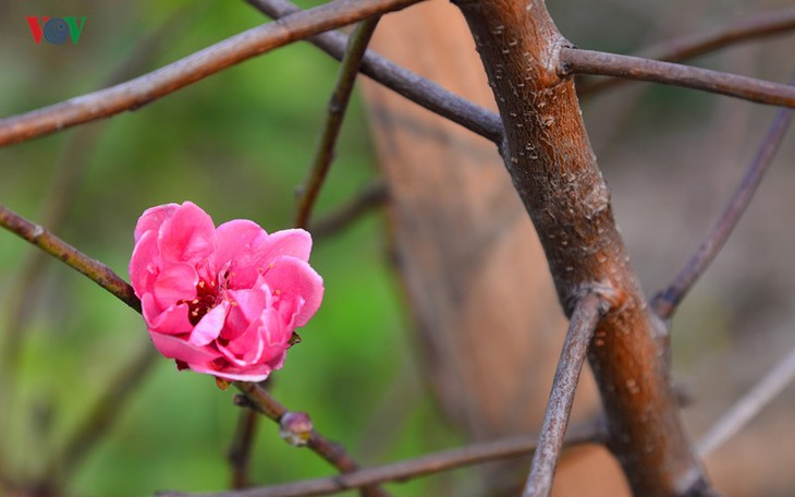 Peach blossoms bloom early in Nhat Tan flower village - ảnh 3
